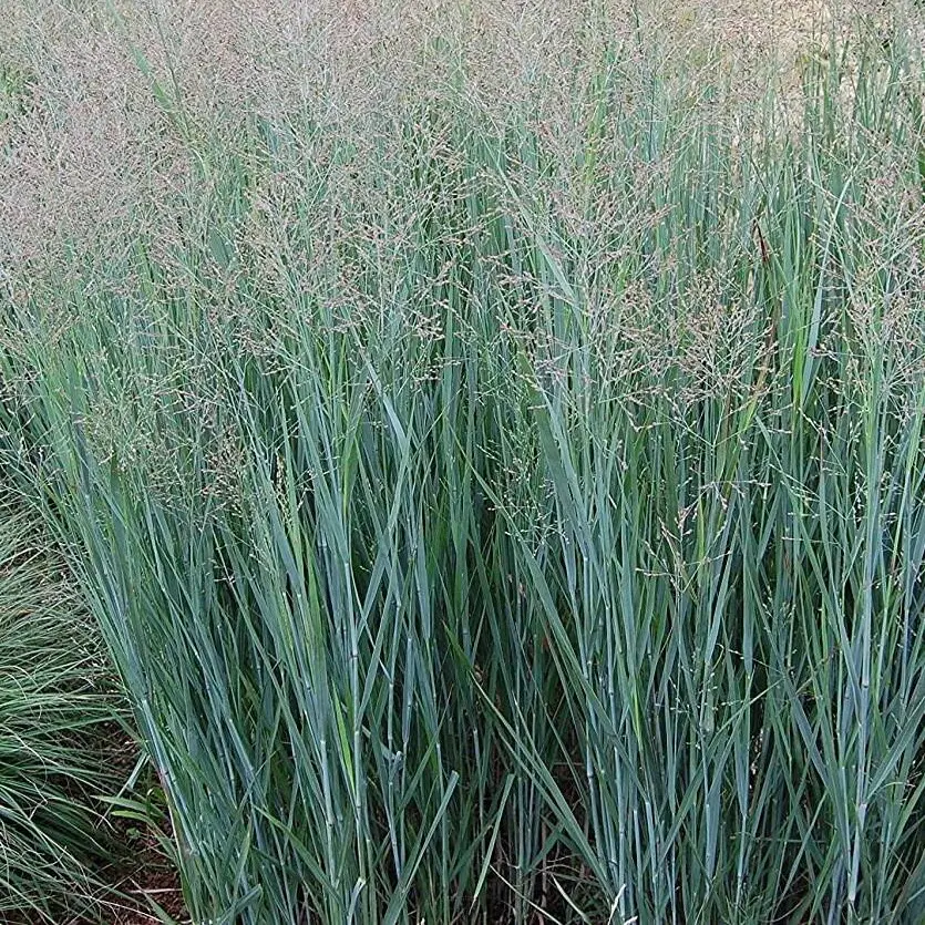 Proso rózgowate 'Heavy Metal'