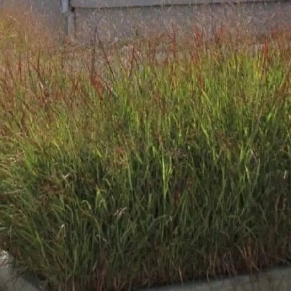 Proso rózgowate 'Shenandoah'