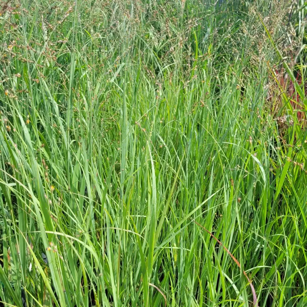 Proso rózgowate 'Squaw'