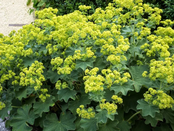 Przywrotnik miękki (Alchemilla mollis).