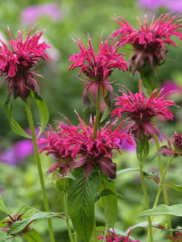 Pysznogłówka (Monarda didyma) – pachnąca bylina dla zapylaczy.