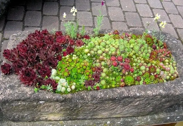 Rojnik ogrodowy (Sempervivum – mix odmian) – żelazny zestaw na słońce i mróz.