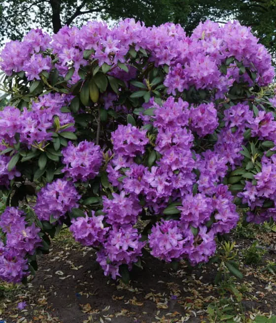 Różanecznik katawbijski ‘Catawbiense Grandiflorum’