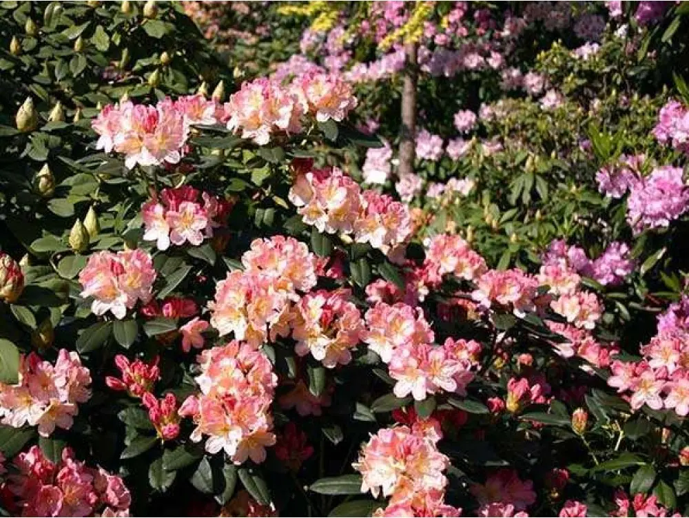 Różanecznik miniaturowy ‘Percy Wiseman’