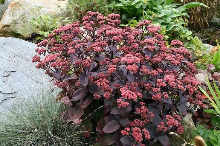 Rozchodnik ‘Xenox’ – ciemne liście, mocny kontrast w kompozycjach.