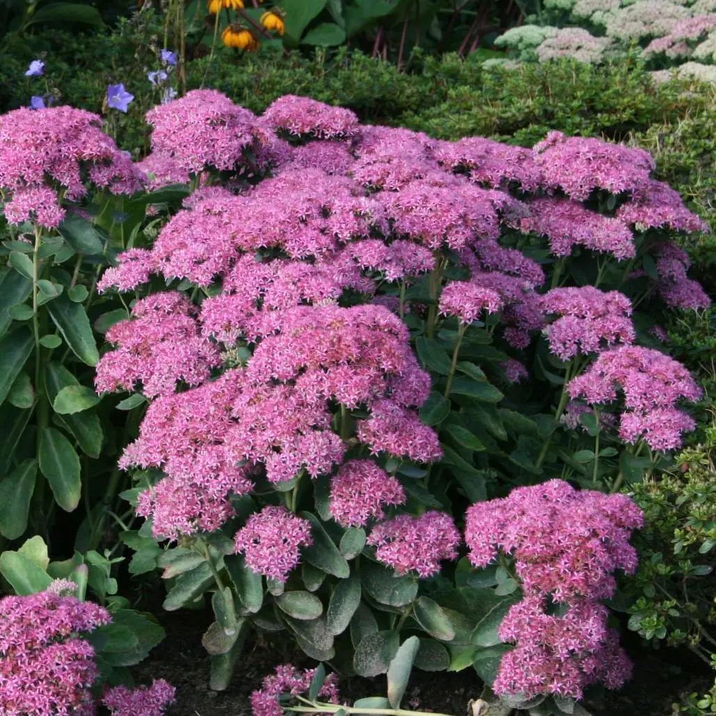 Rozchodnik okazały ‘Brilliant’ – jasnoróżowe kwiatostany, pewniak do donic.