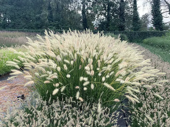 Rozplenica japońska 'Neon Lights'