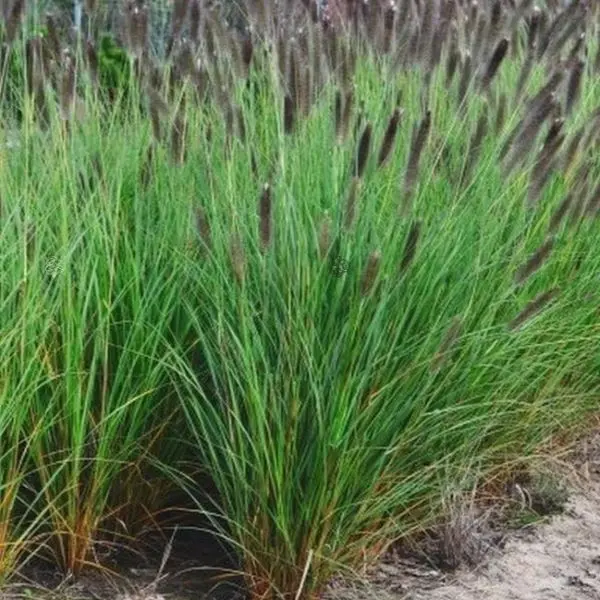 Rozplenica japońska 'Paul’s Giant'