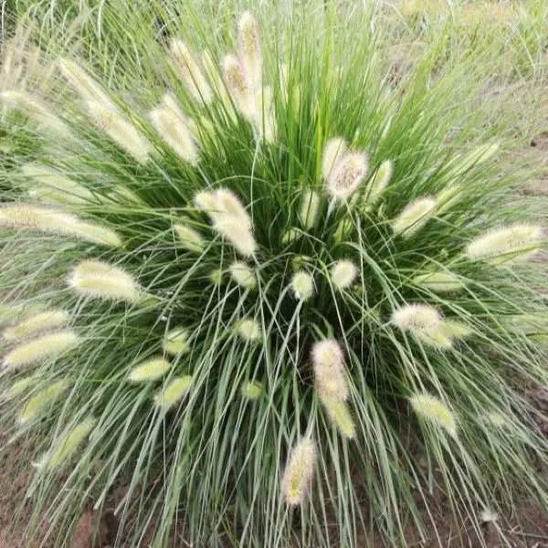 Rozplenica japońska 'Reborn'