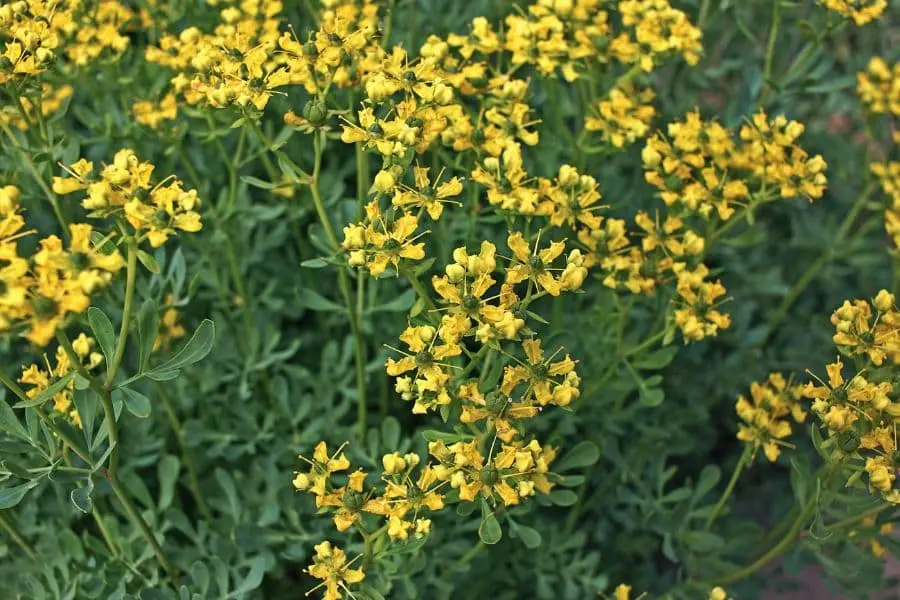 Ruta zwyczajna (Ruta graveolens) – odporna, osłoń przed mroźnym wiatrem.