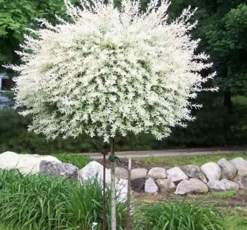 Salix integra ‘Hakuro Nishiki’ – kulista korona na pniu.