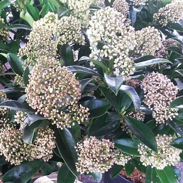 Skimia japońska ‘Fragrant Cloud’