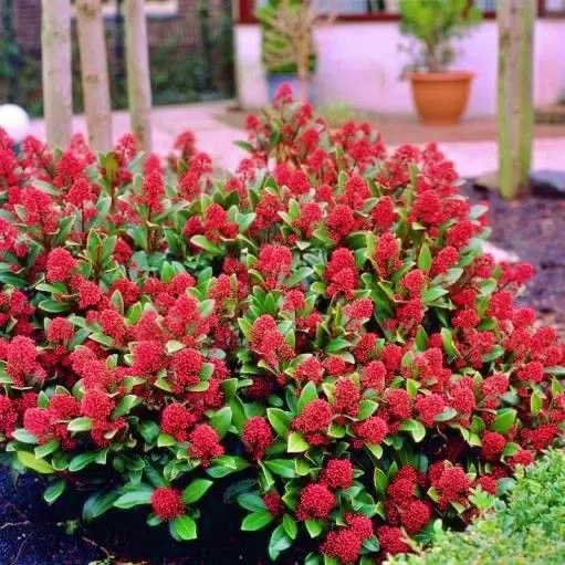 Skimia japońska ‘Rubella’