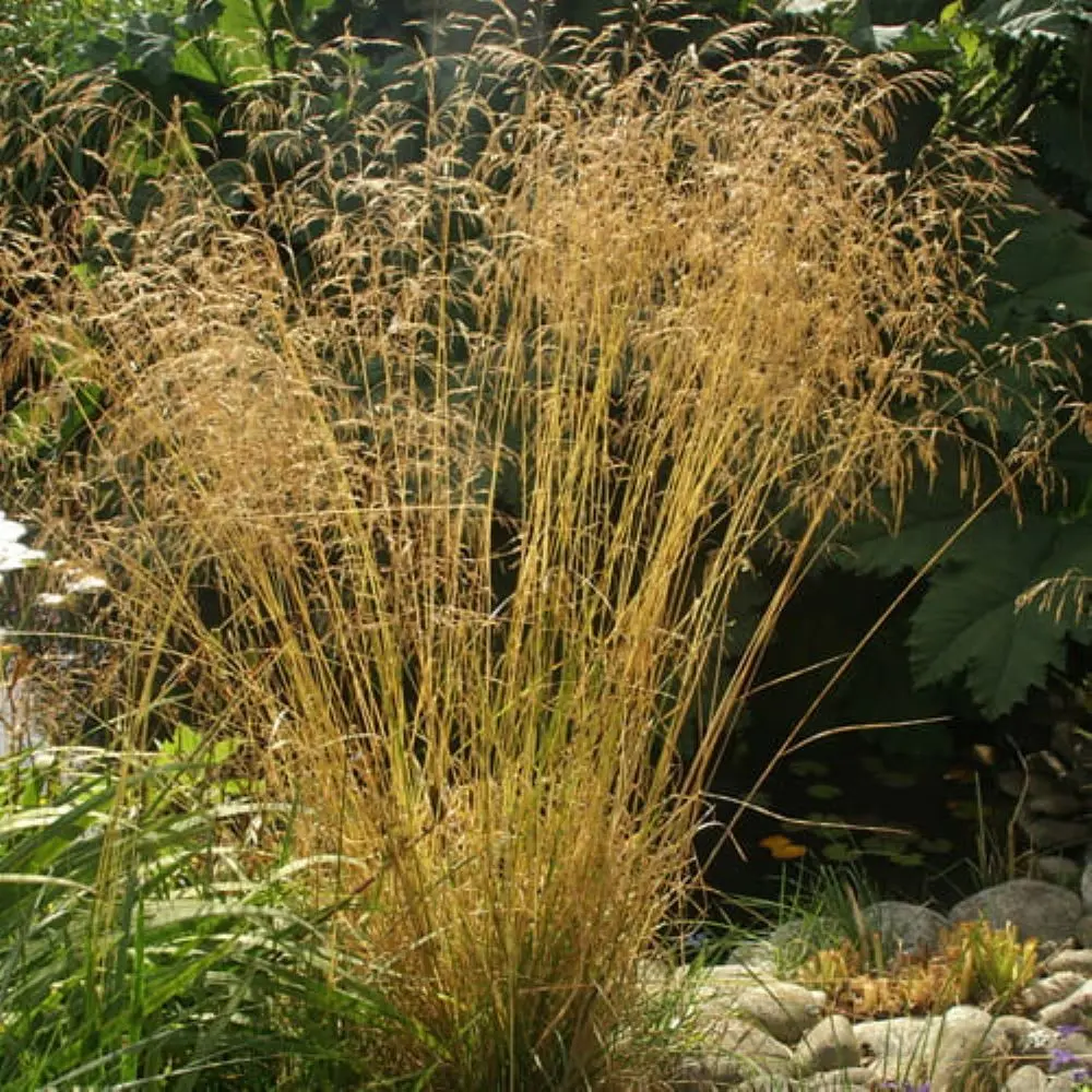 Śmiałek darniowy 'Goldschleier'