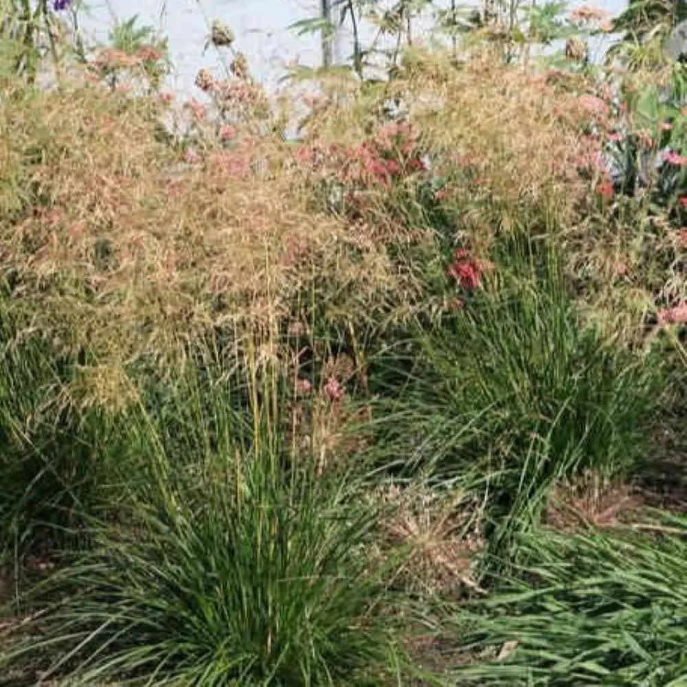 Śmiałek darniowy 'Goldtau'