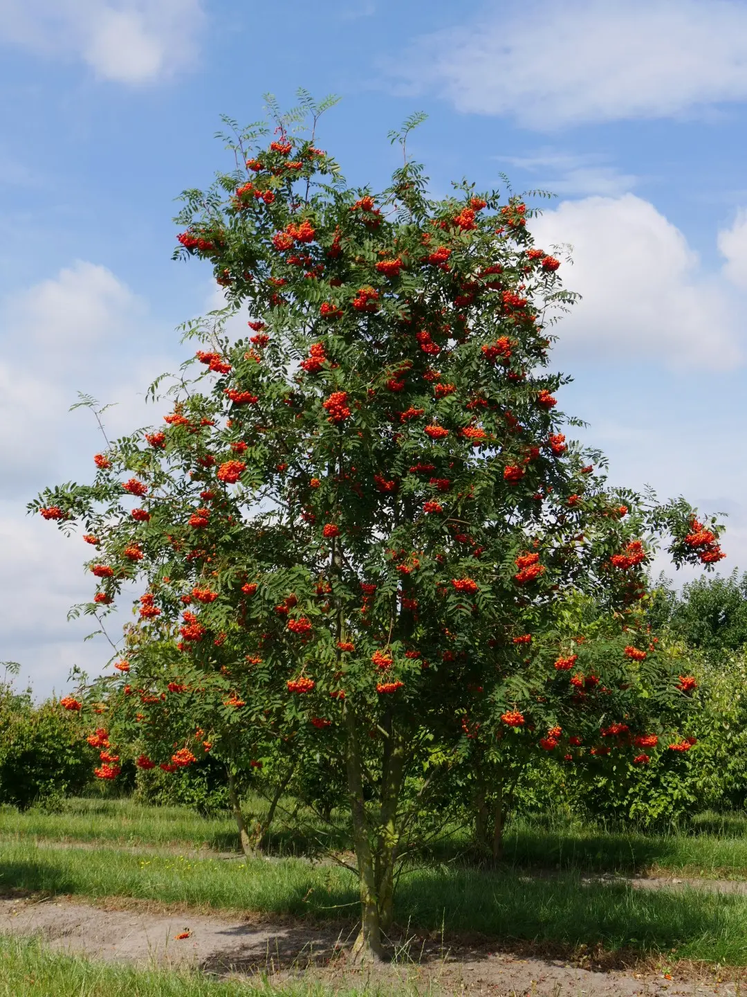 Sorbus aucuparia ‘Fastigiata’ – kolumnowy jarząb do skrzyń.