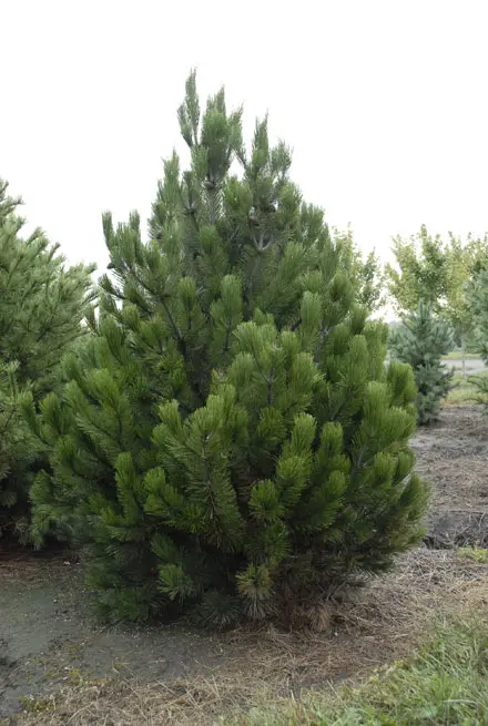 Sosna bośniacka (Pinus leucodermis).