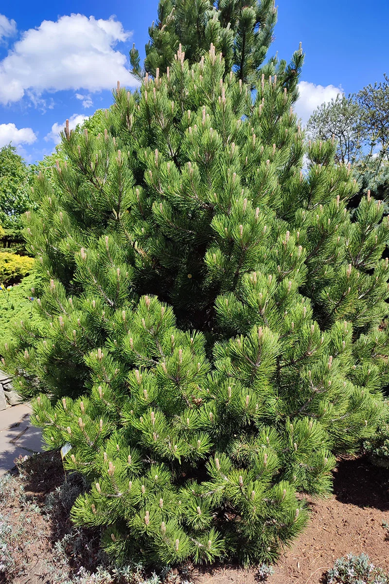 Sosna bośniacka ‘Compact Gem’.
