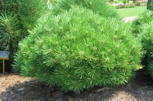 Sosna czarna ‘Black Prince’.