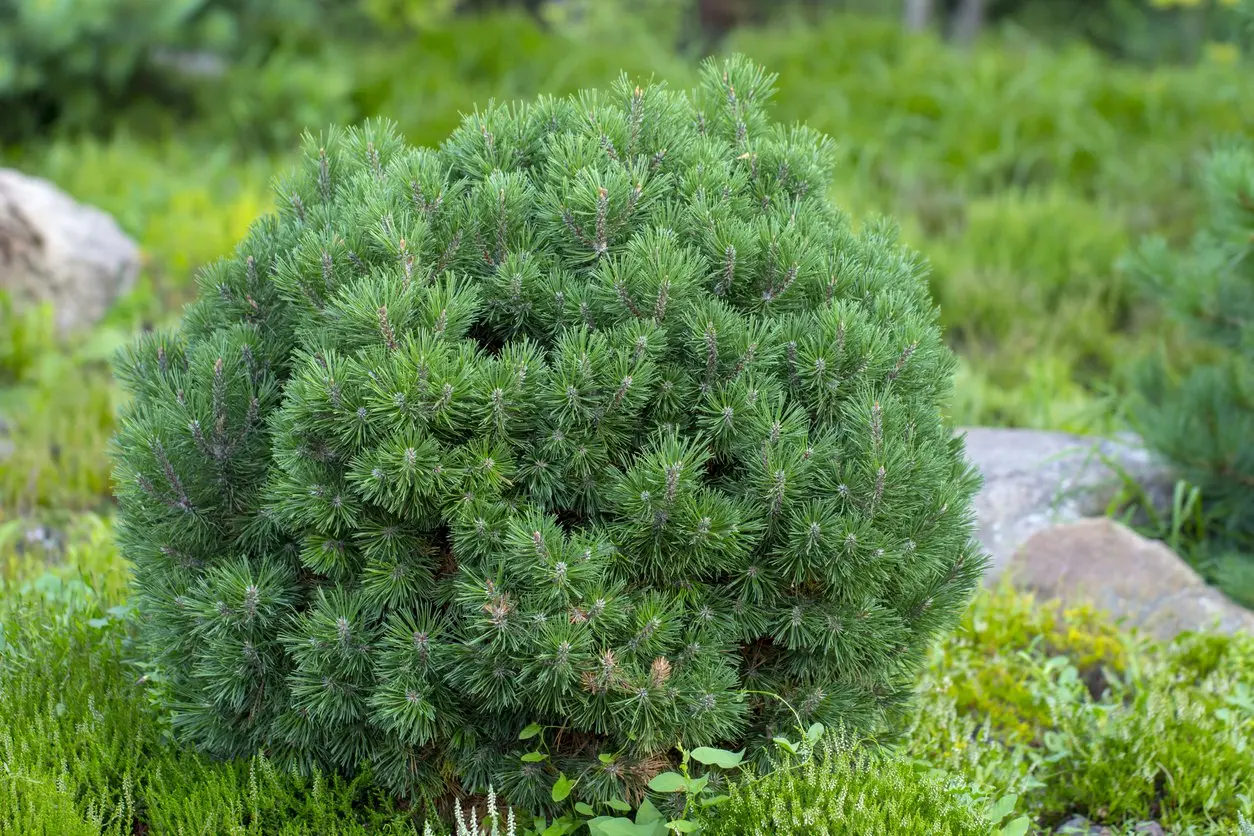 Sosna czarna ‘Globosa’.