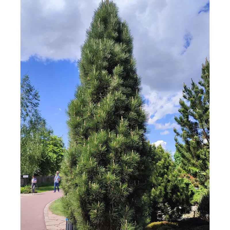 Sosna czarna ‘Molette’.