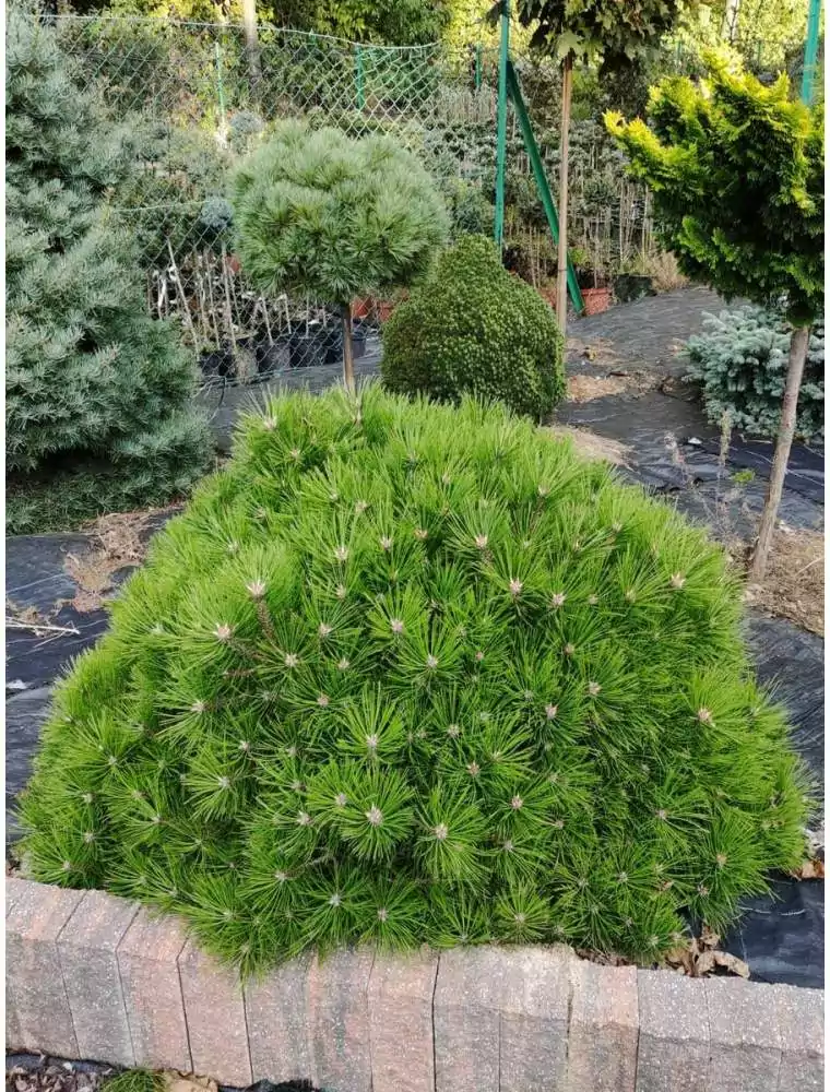 Sosna gęstokwiatowa ‘Low Glow’.