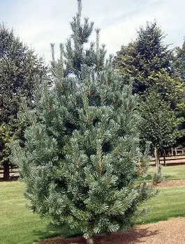 Sosna giętka ‘Vanderwolf’s Pyramidalis’.