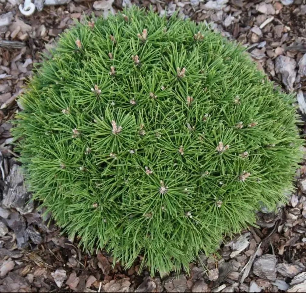 Sosna górska ‘Benjamin’ – karłowa, mrozoodporna.