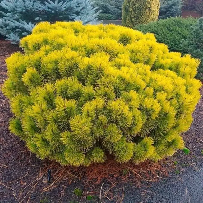 Sosna górska ‘Carsten’ – karłowa, mrozoodporna.