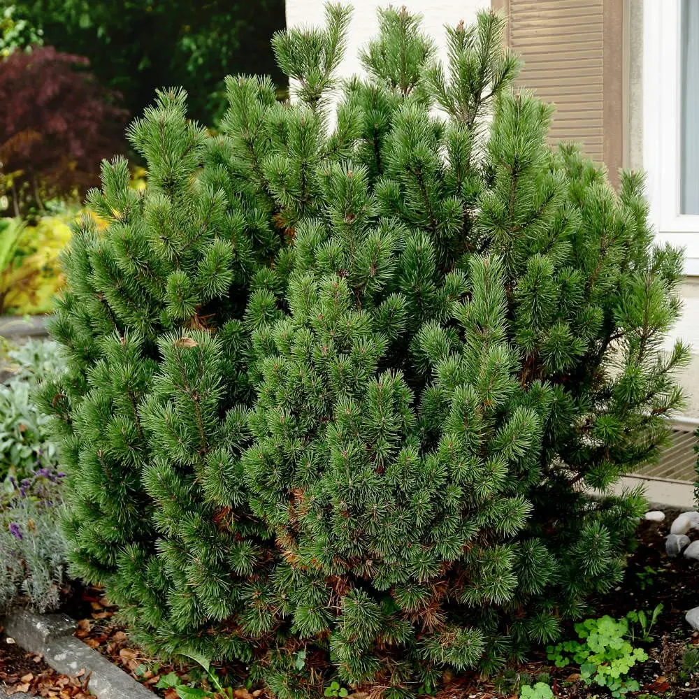 Sosna górska ‘Gnom’ – karłowa, mrozoodporna.