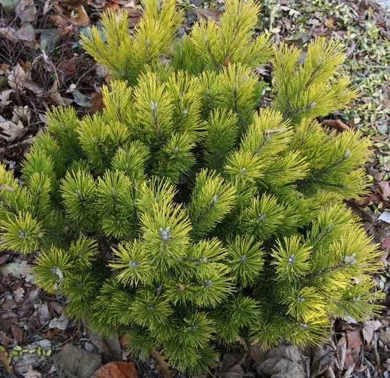 Sosna górska ‘Schweizer Tourist’ – karłowa, mrozoodporna.