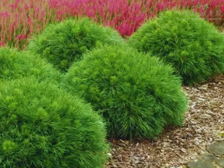 Sosna górska ‘Varella’ – karłowa, mrozoodporna.