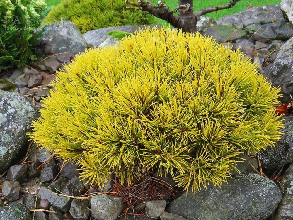 Sosna górska ‘Winter Gold’ – karłowa, mrozoodporna.