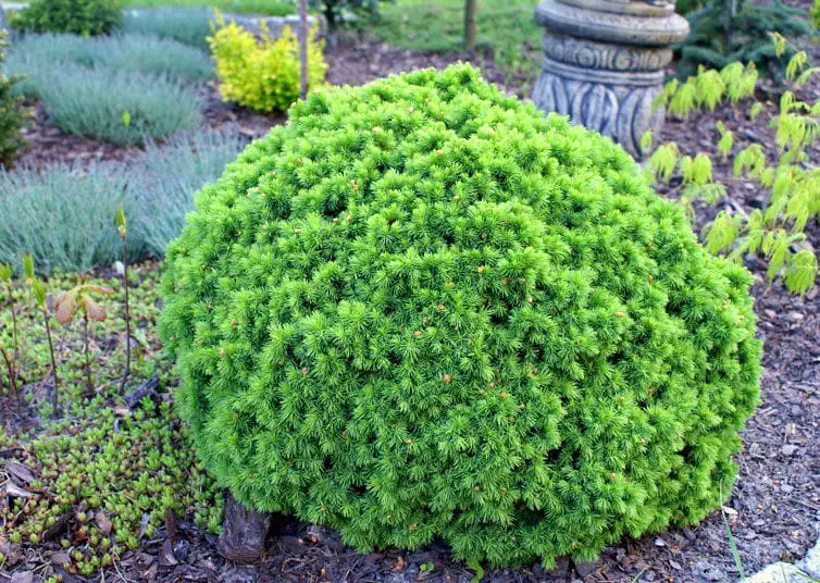 Świerk biały ‘Alberta Globe’ – mrozoodporny iglak do donic i ogrodu.