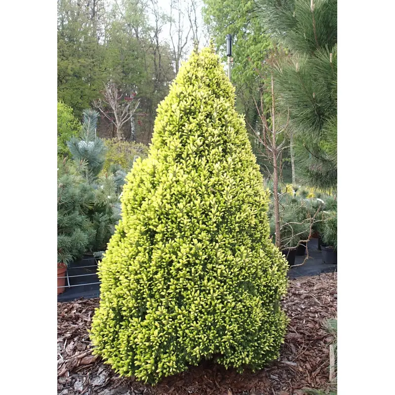 Świerk biały ‘Daisy White’ – mrozoodporny iglak do donic i ogrodu.