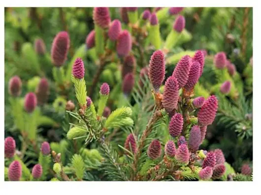 Świerk czerwony (Picea rubens) – silnie rosnący.