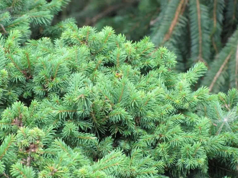 Świerk pospolity ‘Gregoryana’.