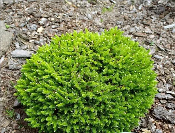 Świerk pospolity ‘Little Gem’ – mrozoodporny iglak do donic.