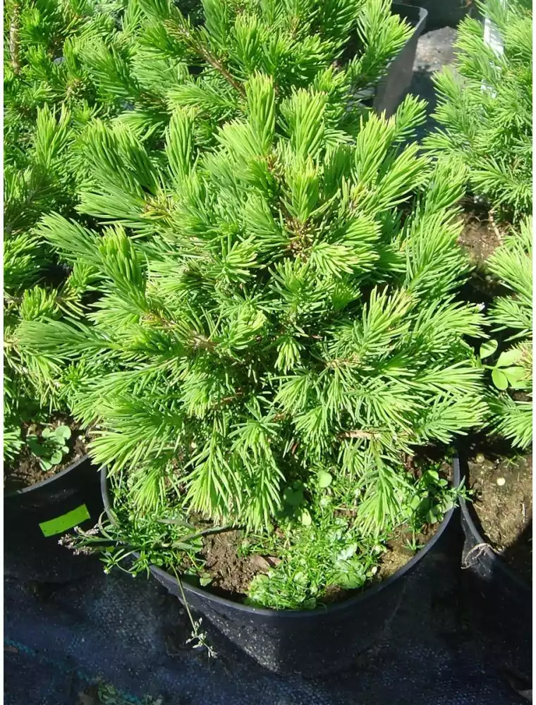Świerk pospolity ‘Tompa’ – mrozoodporny iglak do donic.