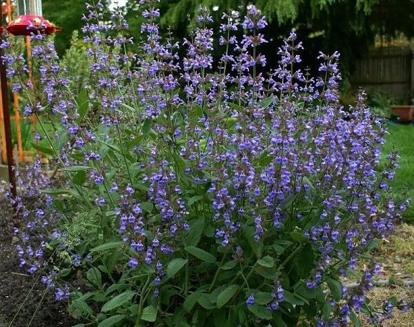 Szałwia lekarska (Salvia officinalis) – półkrzew, lubi słońce i suche podłoże.