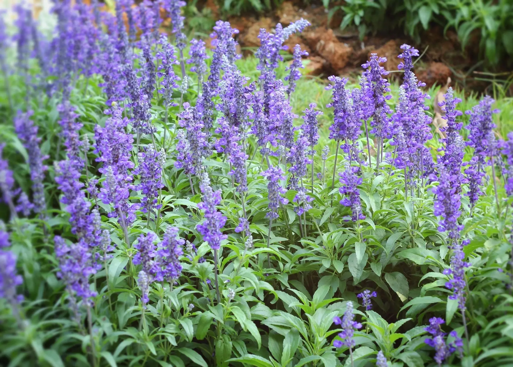 Szałwia lekarska (Salvia officinalis) – zioło długowieczne w dużej donicy.