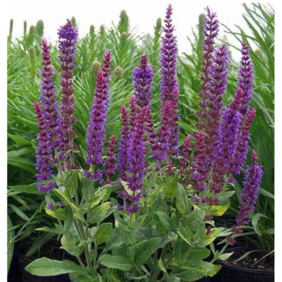 Szałwia omszona ‘Ostfriesland’.