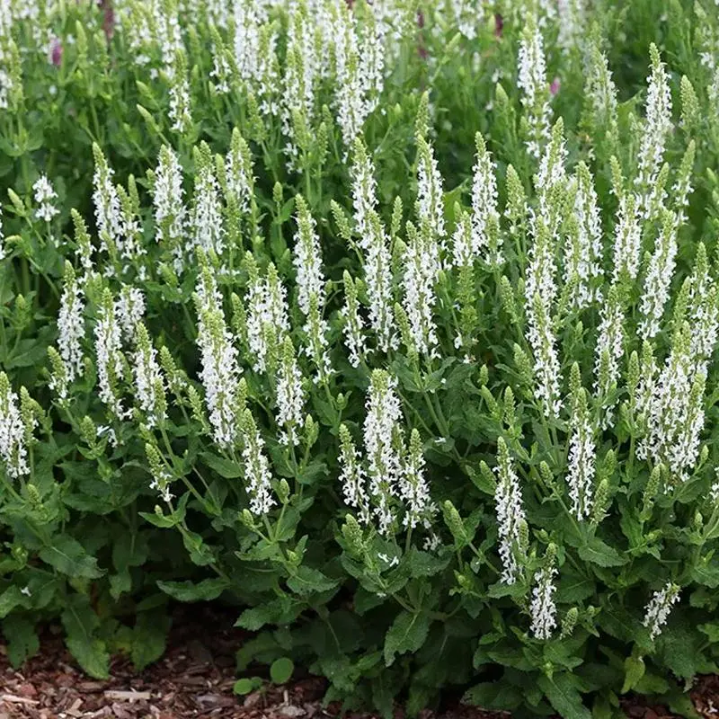 Szałwia omszona ‘Schneehügel’.