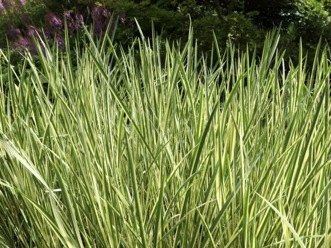 Tatarak paskowany ‘Variegatus’