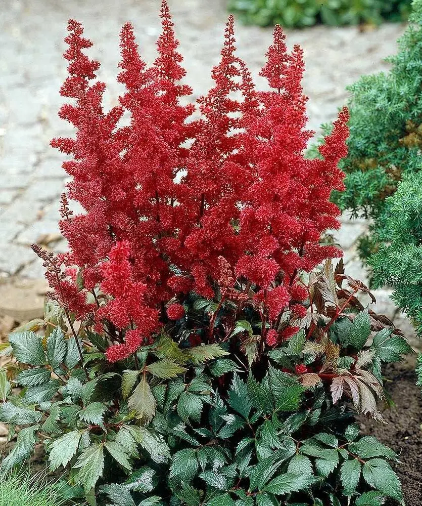 Tawułka (Astilbe) – grupa arendsii.