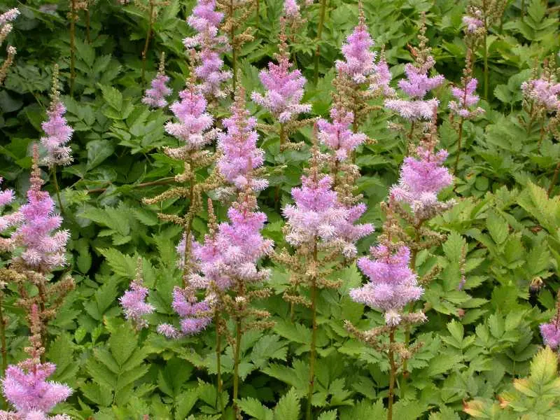 Tawułka chińska (Astilbe chinensis).