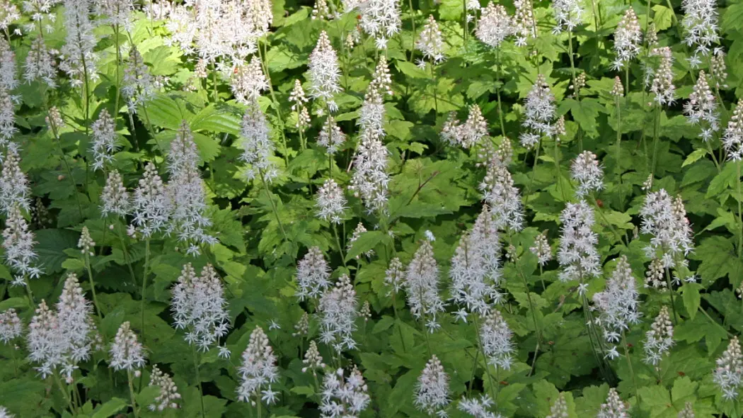 Tiarella (Tiarella cordifolia) – świetna do cienia w donicach.