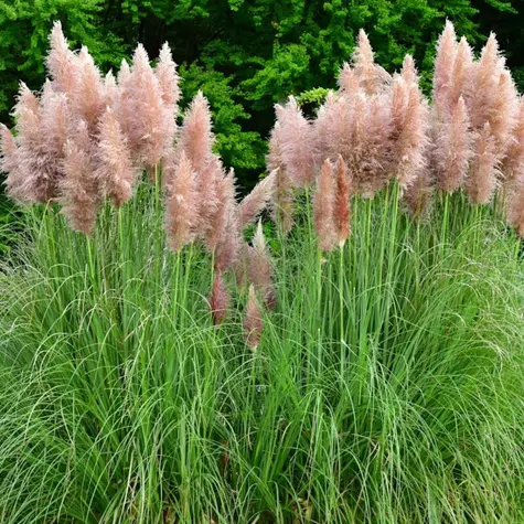 Trawa pampasowa ‘Rosea’
