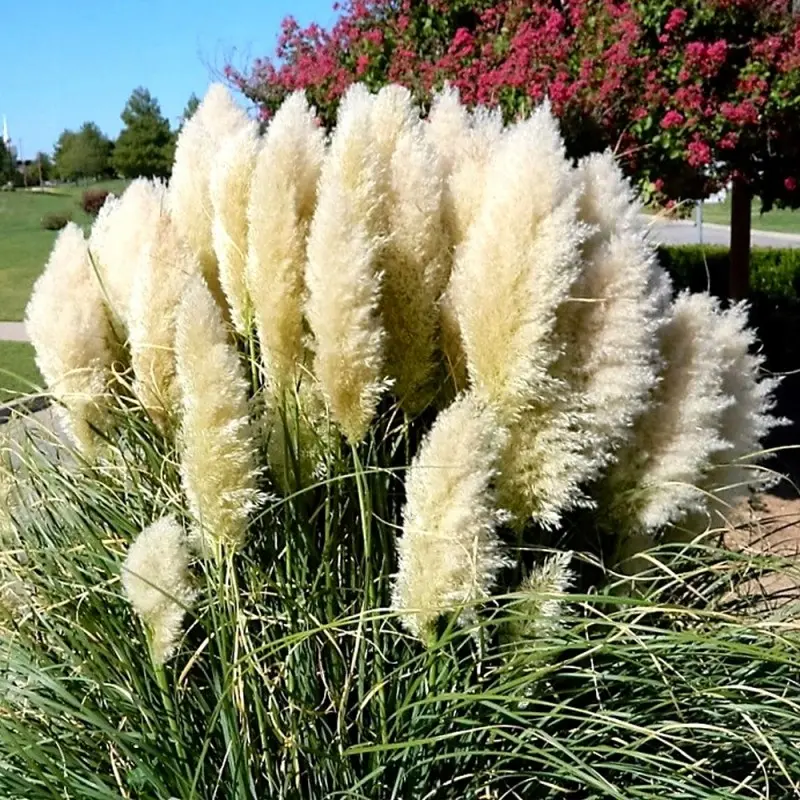 Trawa pampasowa ‘White Plume’