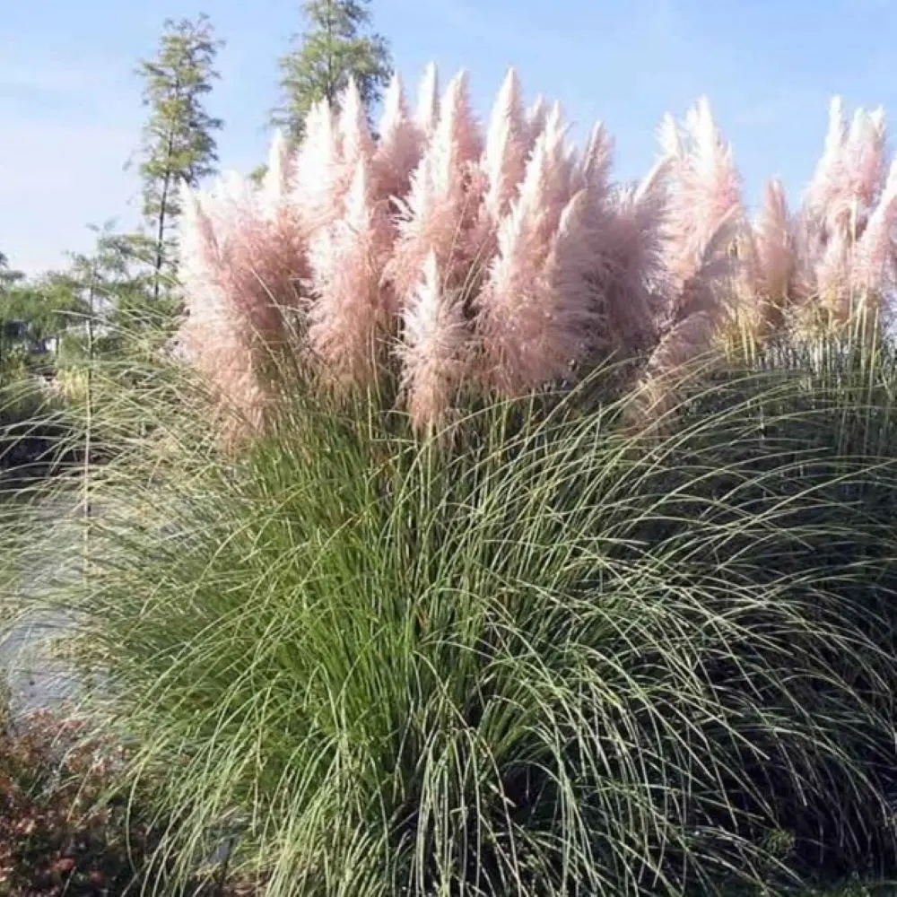 Trawa pampasowa – biała